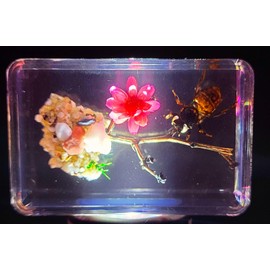 44mm Real Honeybee Honey Bee on Brazil Star Flower in Clear Lucite Resin Garden Scenery Diorama Decor Specimen Preserved Insect Taxidermy Collection for Biology Science Education Desk Display Supplies