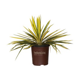 'Color Guard' Yucca, Adams Needle (1.5 Gallon) - Low Maintenance, Drought Tolerant Ornamental Shrub | Variegated Yellow and Green Leaves