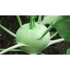 Seeds Kohlrabi (Cabbage German Turnip) Giant Biennial Vegetable for Planting