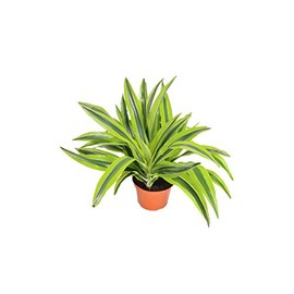 Lemon Lime (Dracaena Warneckii) - 6'' from California Tropicals