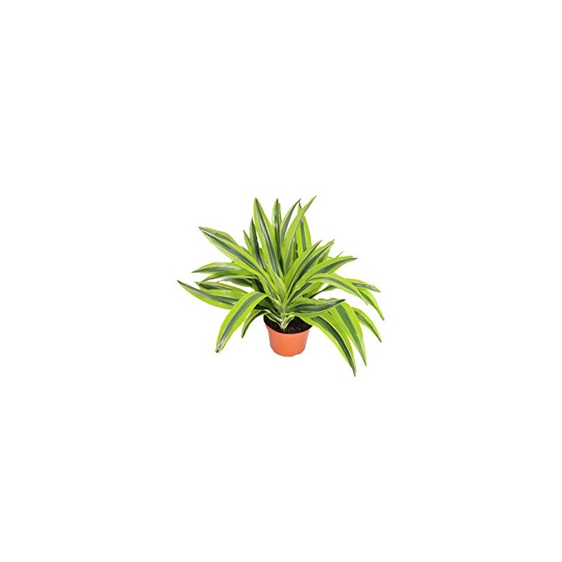 Lemon Lime (Dracaena Warneckii) - 6'' from California Tropicals