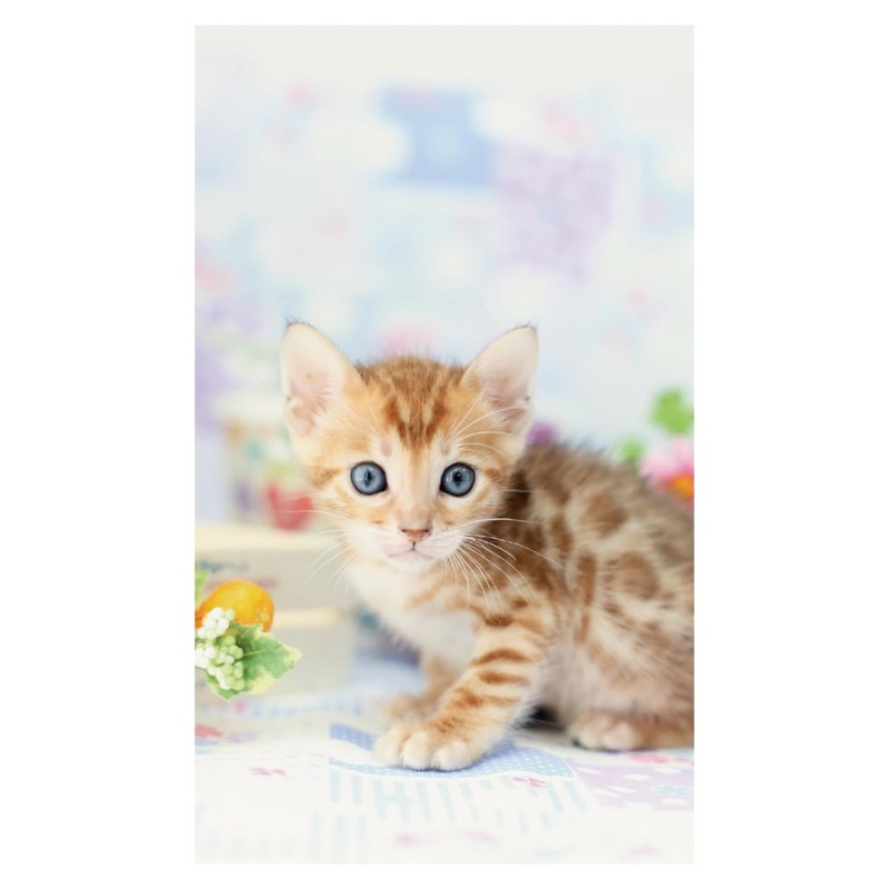 2026 Calendar Kitten (Tabletop)