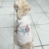 'Karaoke Party Dinosaur' Pet Dog/Cat T-Shirt (PT00107125)