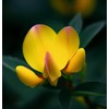 Lotus corniculatus (Bird's Foot Trefoil) Flower Seeds, Eye-Catching Appearance, Long-Lasting