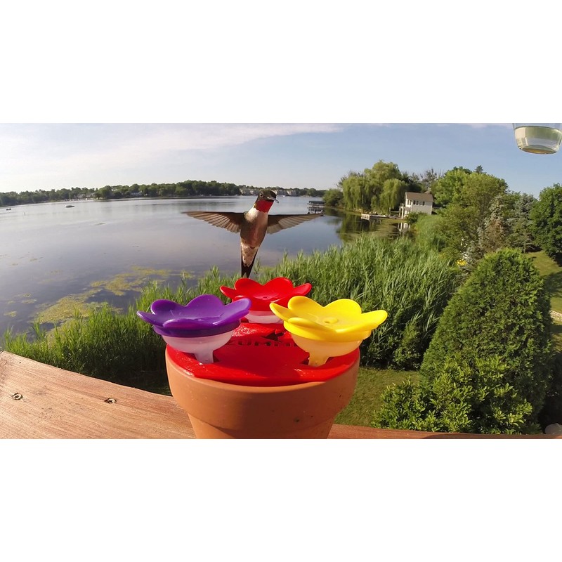 3-Pack - ZUMMR Hummingbird Ring Feeder - Hand Feed Hummingbirds