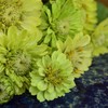 Envy Zinnia - 50 Seeds - Heirloom Green Zinnia Variety,