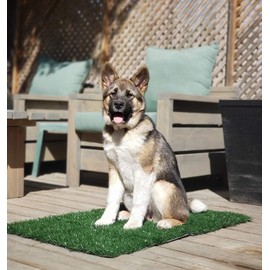 LOOBANI Dog Grass Pee Pads(2 Pack), Artificial Turf Pet Grass Mat Replacement for Puppy Potty Trainer Indoor/Outdoor Use (14"x18")