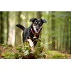 Beau's Bells 2 Extra Loud Cat & Dog Bells |