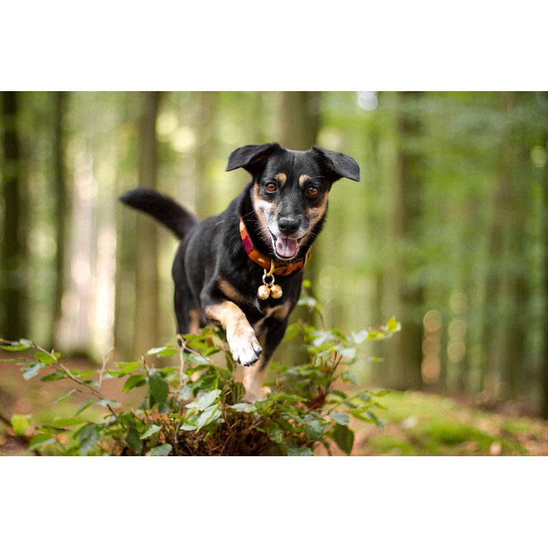 Beau's Bells 2 Extra Loud Cat & Dog Bells |