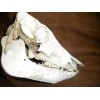 Domestic Pig Skulls Hog Taxidermy