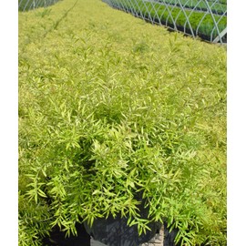 Spiraea thun. 'Ogon' (Mellow Yellow) (Spirea) Shrub, #3 - Size Container