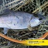 Balivas 72 TL Super Yamame Flat Bat ST 15ft 5X