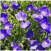 Tussock Bellflower Seeds - Campanula - Marde ross & Company