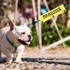Reactive Not Aggressive Do Not Pet Dog Leash Sleeve Reactive
