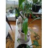 exotic 4 CLIPPINGS-Epiphyllum oxipetalum 'Queen of the Night' - 8"