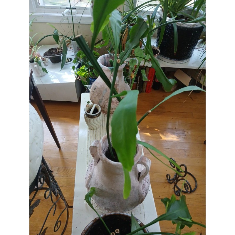 exotic 4 CLIPPINGS-Epiphyllum oxipetalum 'Queen of the Night' - 8"