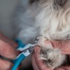 Mr. Pen- Cat Nail Clipper, Pet Nail Trimmers, Kitten Claw