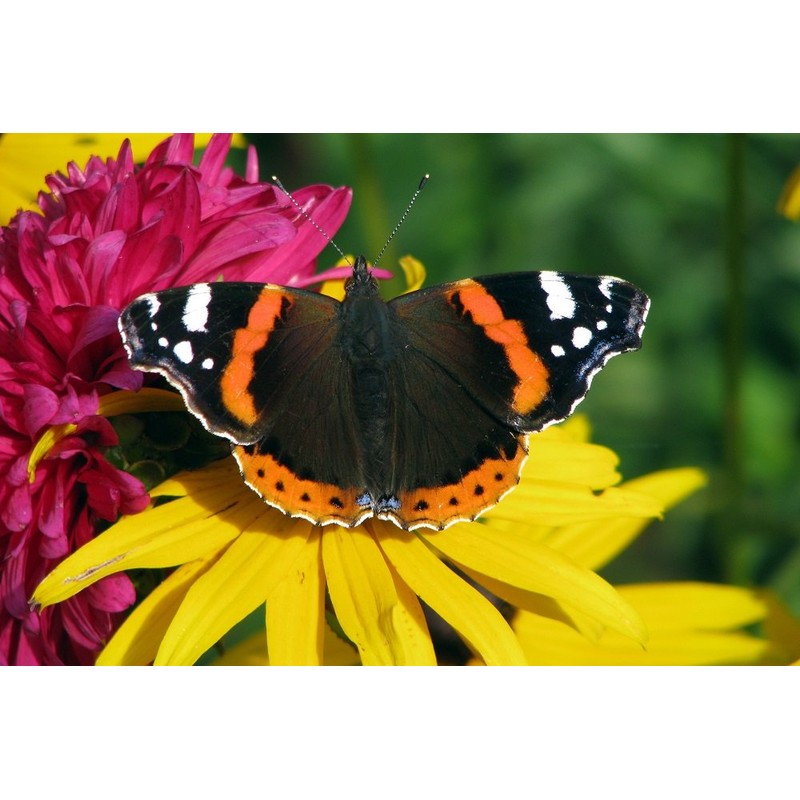 Edition Colibri Postcard Set Animals: Butterflies (6 Postcards) – Ideal