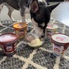 Puppy Scoops Dog Ice Cream Mix Variety Pack, 4 Flavors,
