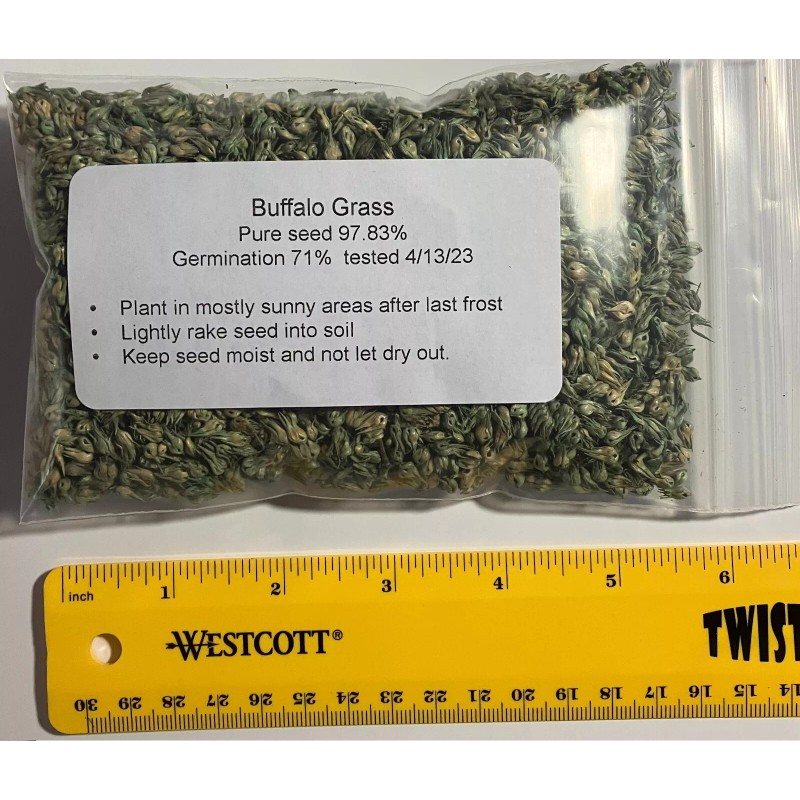link 2 oz BUFFALO GRASS Seed Native Prairie Sedge Low