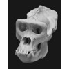 Gorilla Skull Replica (1:1 Scale Male Silverback)