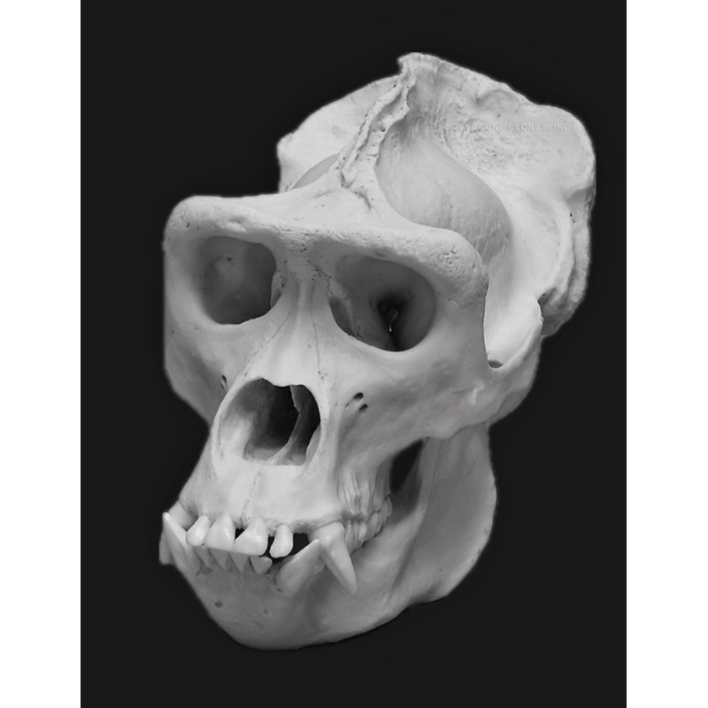 Gorilla Skull Replica (1:1 Scale Male Silverback)