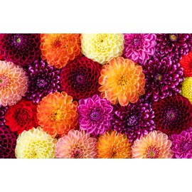 Seattle Dahlia - Large Tuber