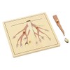 Elite Montessori Root Puzzle