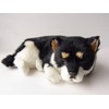 Ninia and Kino Perfect Pet Black Shiba Inu Size S