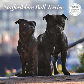Staffordshire Bull Terrier 2025 Deluxe Calendar
