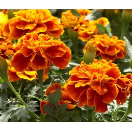 Earthcare Seeds Marigold French Sparky 500 Seeds (Tagetes patula) Heirloom - Non GMO
