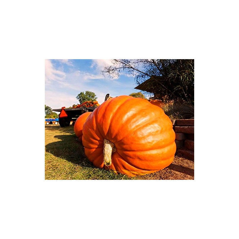 Graffiti GRDN Seeds Pumpkin Big Max 10 Seeds Massive Pumpkin