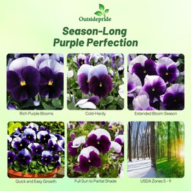 Outsidepride Purple & White Bicolor Beaconsfield Viola Pansy Seeds for Planting - 2,000 Pcs. Cold-Hardy & Pollinator Friendly Flowers with Fragrant Blooms for Garden Beds, Borders & Container Displays