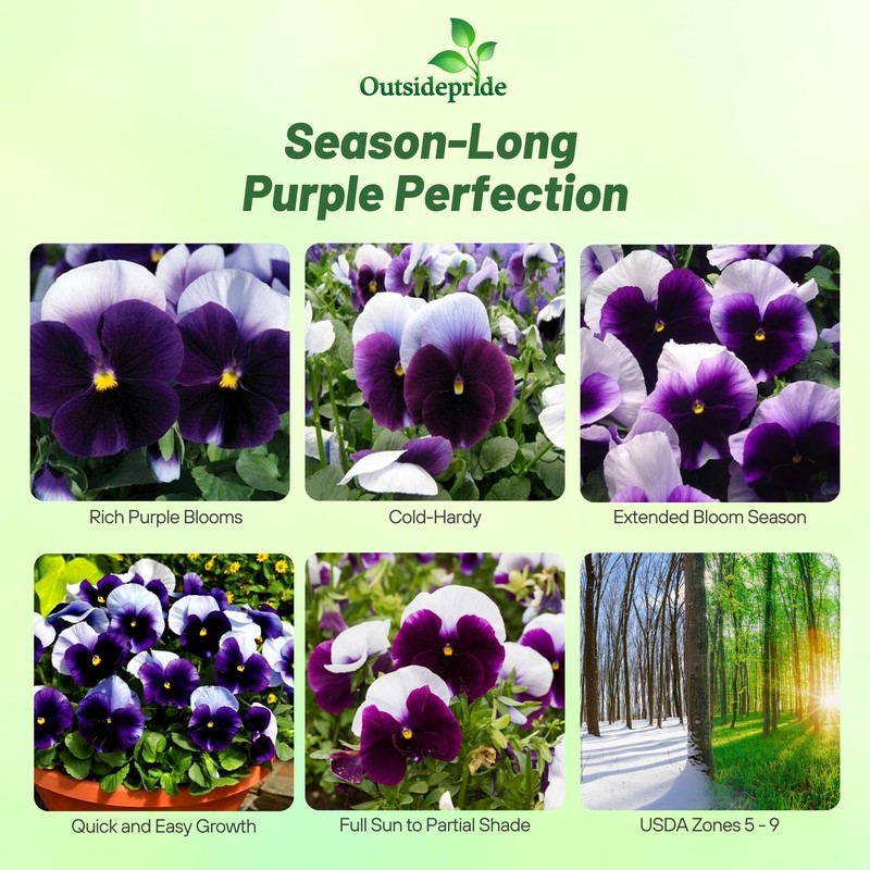 Outsidepride Purple & White Bicolor Beaconsfield Viola Pansy Seeds for