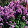 First Editions® Purple Magic Dwarf Crape Myrtle - Live Plant