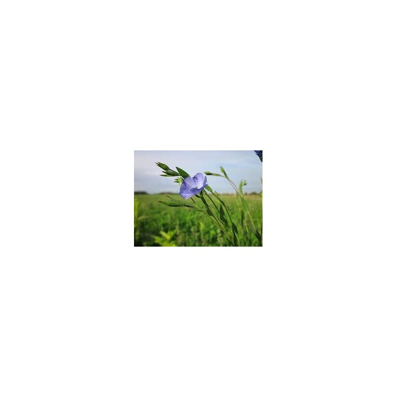 Pureflax Pureflax 500ml 100% Flaxseed Oil Natural UK Grown and