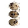 THE FARMSTAND Quail Eggs, 12 CT