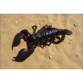 History Galore 24"x36" Gallery Poster, Emperor scorpion or Imperial scorpion Pandinus imperator