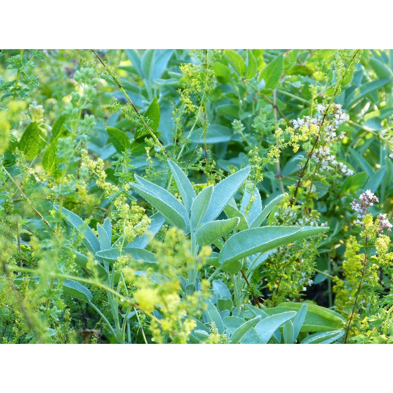 Mountain Herbal Tea Made from Natural Herbs without Additives Basic