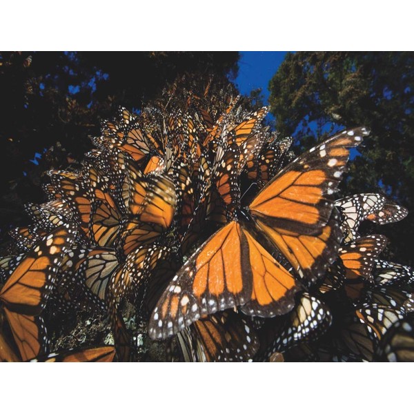 New York Puzzle Company - National Geographic Monarch Butterflies - 500 Piece Jigsaw Puzzle