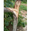 AumanArtWorks Pecan Wood for Competition BBQ Smoker Contest,Smokin
