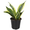 Altman Plants, Live Snake Plant, Sansevieria trifasciata Superba, Fully Rooted