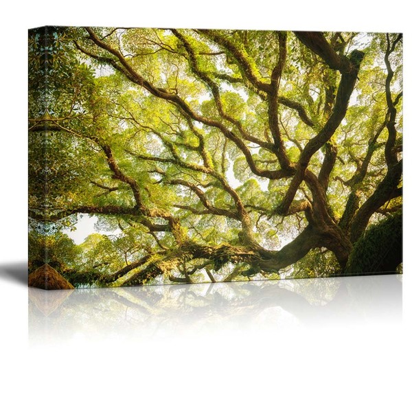 Canvas Prints Wall Art - Ancient Banyan Tree Nature Beauty