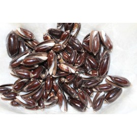 400pc Black Olive Seashells, Natural Craft Seashells, 1-1.25 Inches, Dark Brown and Cream, Sailor Valentines, Beach Art, SS-144