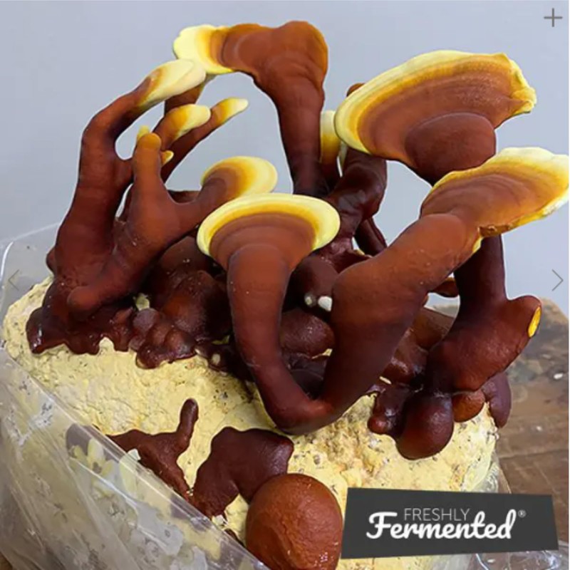 Freshly Fermented - Organic Mushroom Coffee Instant - ReIshi -