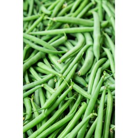 Jade Green Stringless Bush Bean Seeds for Planting Packet
