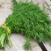 KIRA SEEDS - Seeds Mushroom's Dill - Heirloom Vegetable -