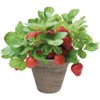 TotalGreen Strawberry Grow Kit