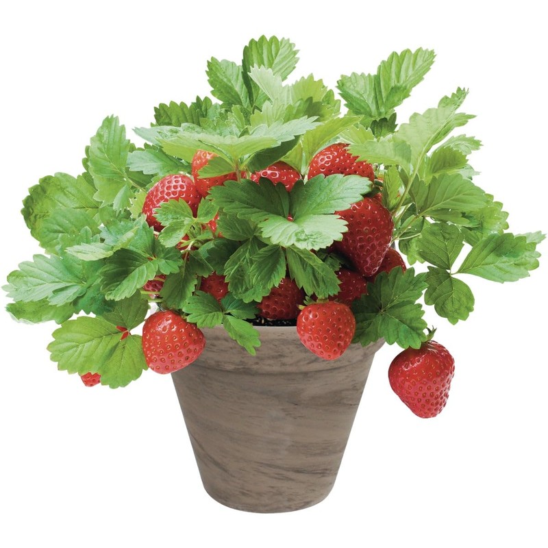 TotalGreen Strawberry Grow Kit