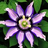 Passionflower Seed Pack 50pcs - Climbing Heirloom Perennial Non-GMO Outdoor